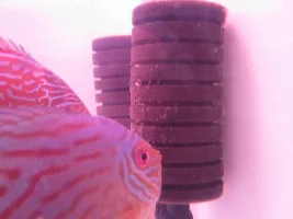 Breeding My Discus