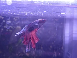 I think my betta is dying?
