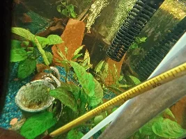 cleaning up my plants