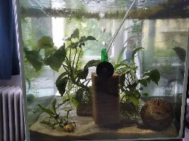 Feeding up corydoras