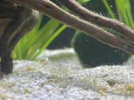 unknown growth in the bottom of tank