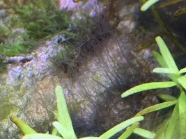 Staghorn algae