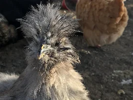 Vote Now! - March 2023 Pet of the Month Contest