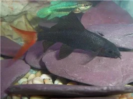 Ram, Rtbs, Gourami, Betta And Plec