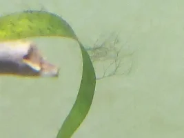 Staghorn or Black beard algae?
