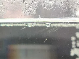 Mysterious Fry have appeared in new tank, what next?