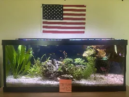 VOTE NOW: April 2026 Tank of the Month Contest (17-30 US gallons)