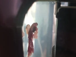 Betta problems fin rot see last post!!