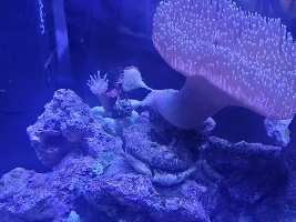 My first saltwater tank - Aqueon Frameless Cube Aquarium, 3 Gallon