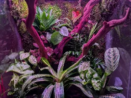 Terrarium Stocking