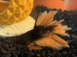 More Betta Troubles