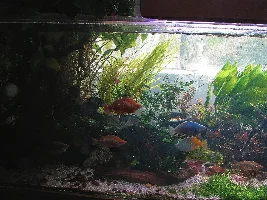 Stan's freshwater 240 gallon extravaganza. Trials and tribulations of  a sunlit aquarium