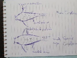 Salt or eSha-2000 for cory treatment?