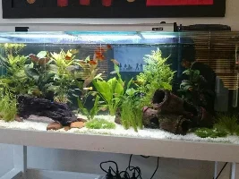 My Tank :) Advice/comments Welcome!