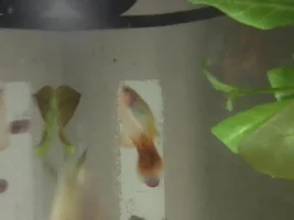 Tank Stocking