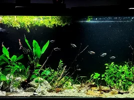 55g Rebuild