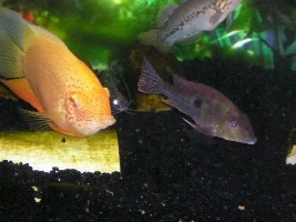 Speckles , Spots and