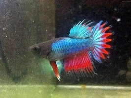 Betta Babies Pigment Loss