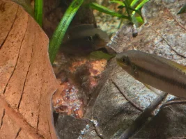 VOTE NOW: June 2026 Tank of the Month Contest (16 gallons and smaller)