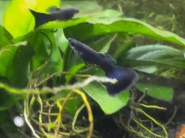 Update on my guppy fry - now 3 months old!