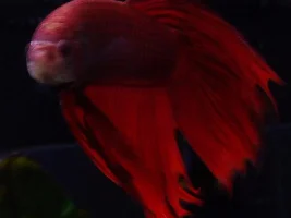 Pics of my new guys