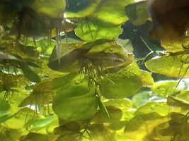 Honey gourami breeding questions.