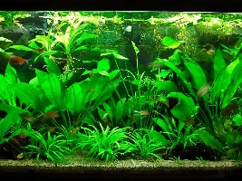 Tips for large re-aquascape
