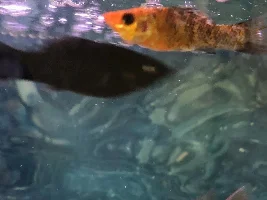 Help: Possibly Wounded Molly