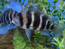 Browsing at my LFS
