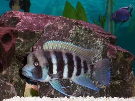 This thread is for wuvmybetta...