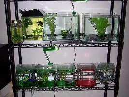 Bettas over cichlids.