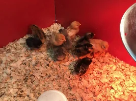 I am getting baby chickens!