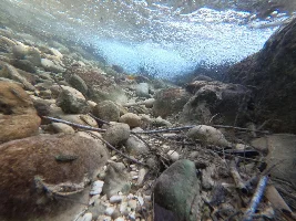 Fish in Sumba Island, Indonesia