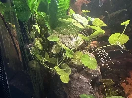 Pennywort roots