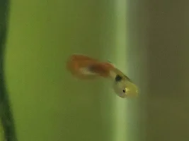 Is this fry fat, or does it have worms?