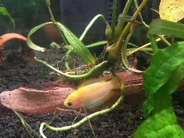 Lethargic Gourami