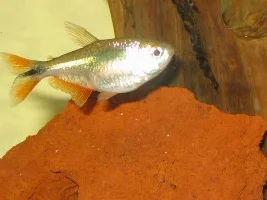 My Buenos Aires Tetras!