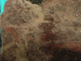 Gimme your algae pictures
