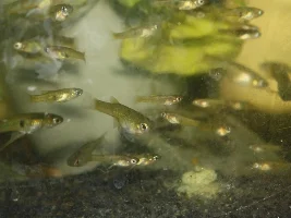 Girardinus uninotatus