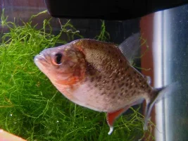 My Piranha