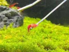 Betta’s Eyes Cloudy, Shrimp Dying