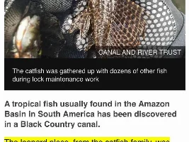 What a fish to survive