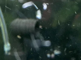 My Cories Are Spawning Everywhere!