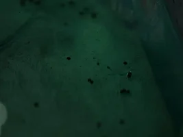 Bronze cories spawned!!