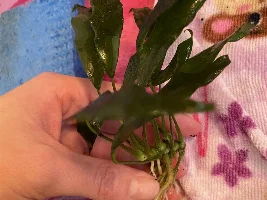 ID plants?