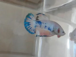 Meet Loki & Trojan's New Nemesis!