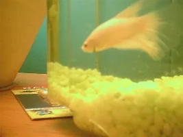 Platinum Bettas?