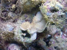 Didz Fluval Reef System
