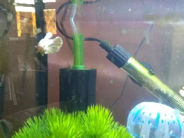 Betta with an eye-deformity. Should I buy?
