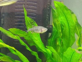 Losing Fish